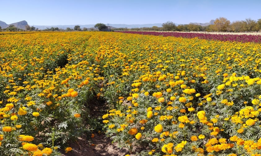 La vista desde la carretera que bordea los cerros ofrece un campo tapizado de color naranja