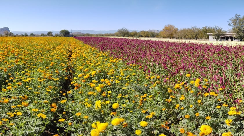 La vista desde la carretera que bordea los cerros ofrece un campo tapizado de color naranja