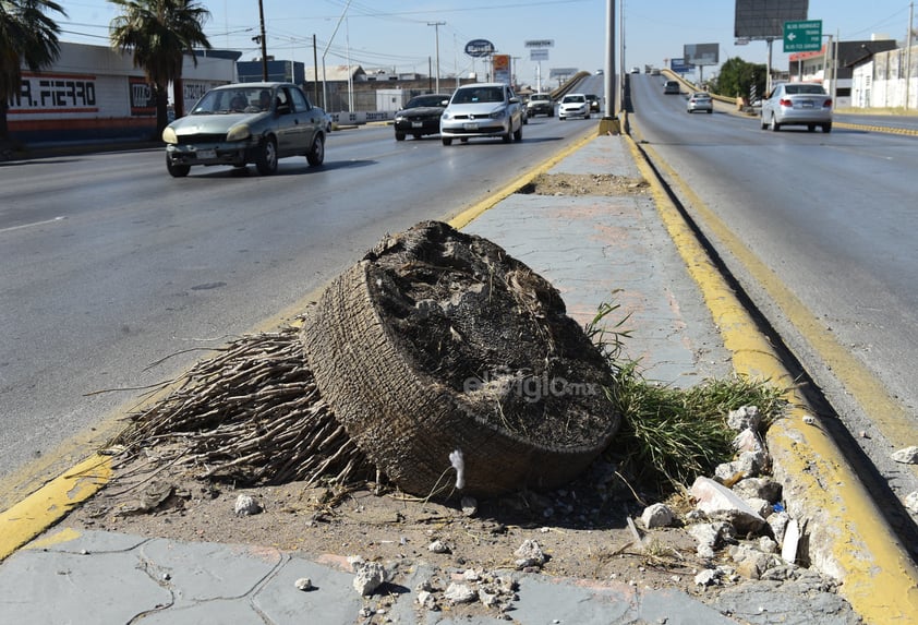 La vegetación en algunos camellones está prácticamente muerta, quedando solo los troncos secos de las palmeras que en algún momento le dieron vida a este importante bulevar.