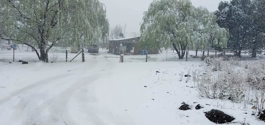 En plena primavera, Chihuahua y Sonora se cubren de blanco por nevada