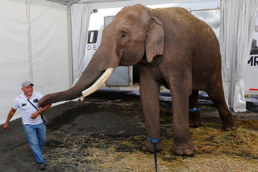 Liberan a elefante de circo para trasladarlo a zoológico en Sinaloa