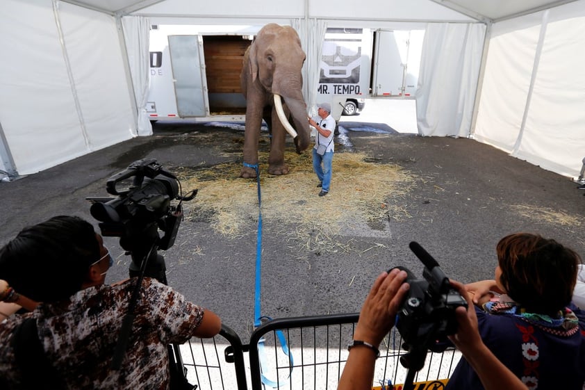 Liberan a elefante de circo para trasladarlo a zoológico en Sinaloa