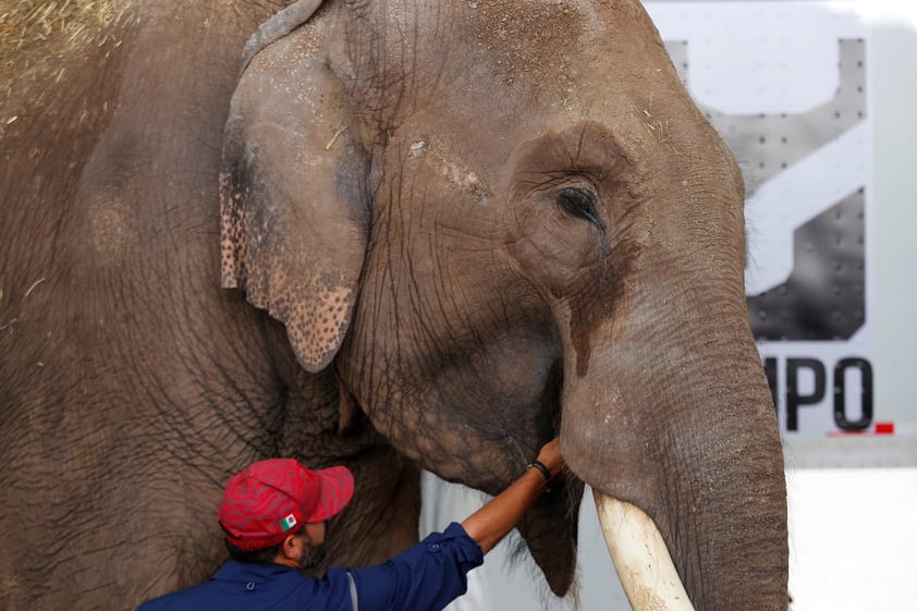 Liberan a elefante de circo para trasladarlo a zoológico en Sinaloa