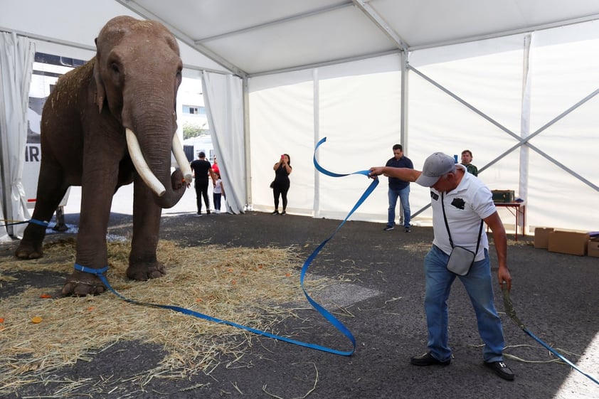 Liberan a elefante de circo para trasladarlo a zoológico en Sinaloa