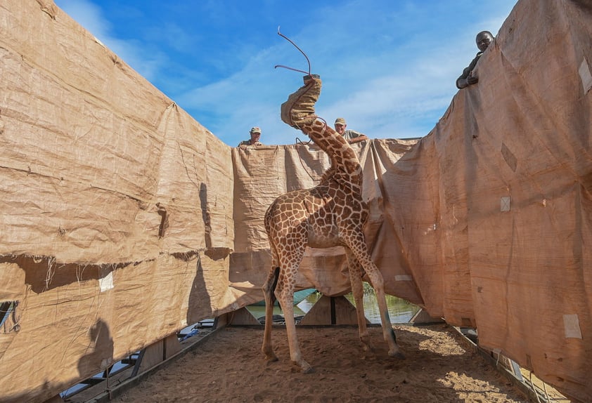 Imagen de Ami Vitale, ganadora de la categoría Naturaleza - Primer premio individual en el World Press Photo 2021.