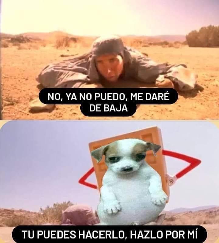 'Todo chiquito, todo panzón'; el meme del perrito que 'cautiva' en la red