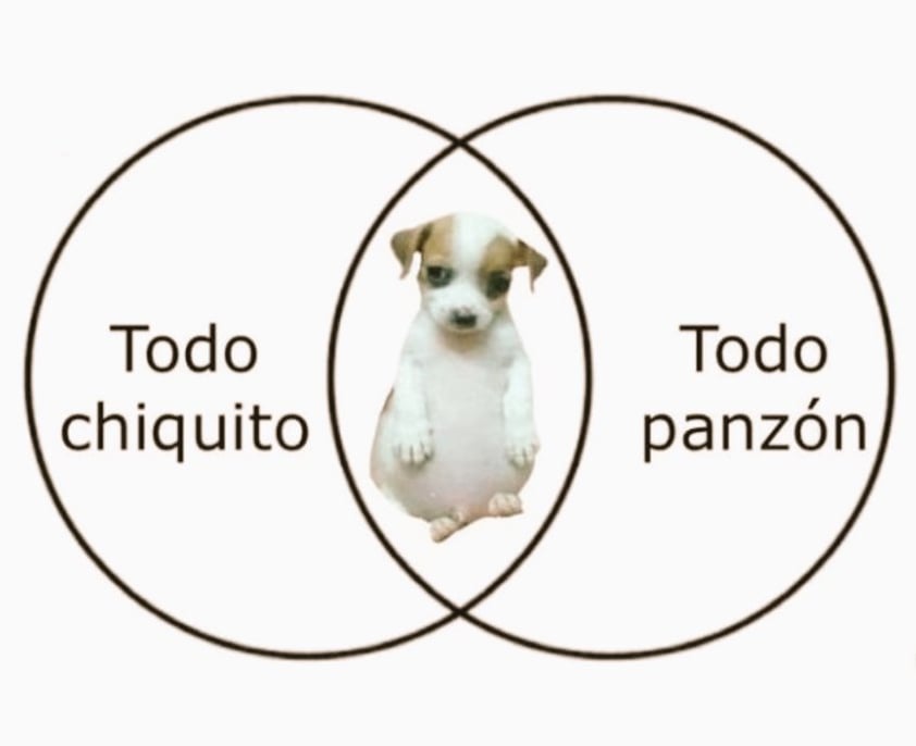 'Todo chiquito, todo panzón'; el meme del perrito que 'cautiva' en la red