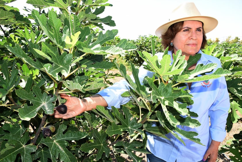 Emprendedora trabaja para convertir a La Laguna en la primera productora de higo a nivel internacional