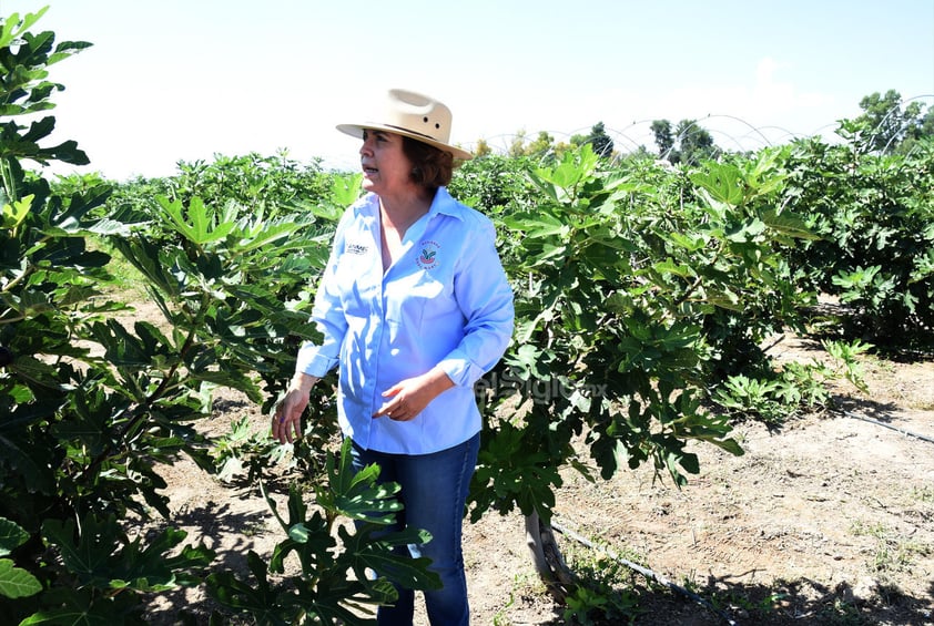 Emprendedora trabaja para convertir a La Laguna en la primera productora de higo a nivel internacional