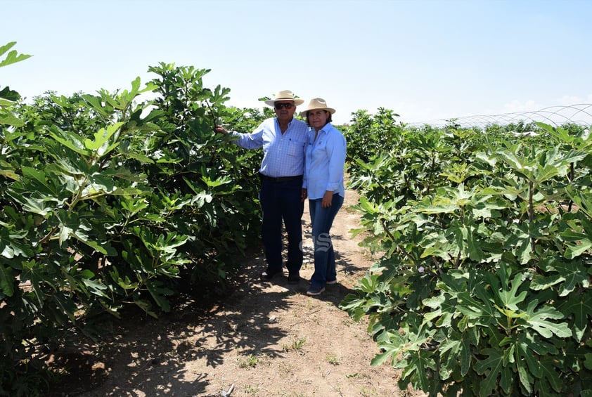 Emprendedora trabaja para convertir a La Laguna en la primera productora de higo a nivel internacional