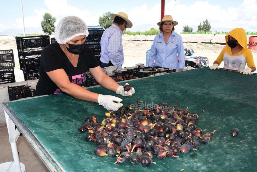 Emprendedora trabaja para convertir a La Laguna en la primera productora de higo a nivel internacional