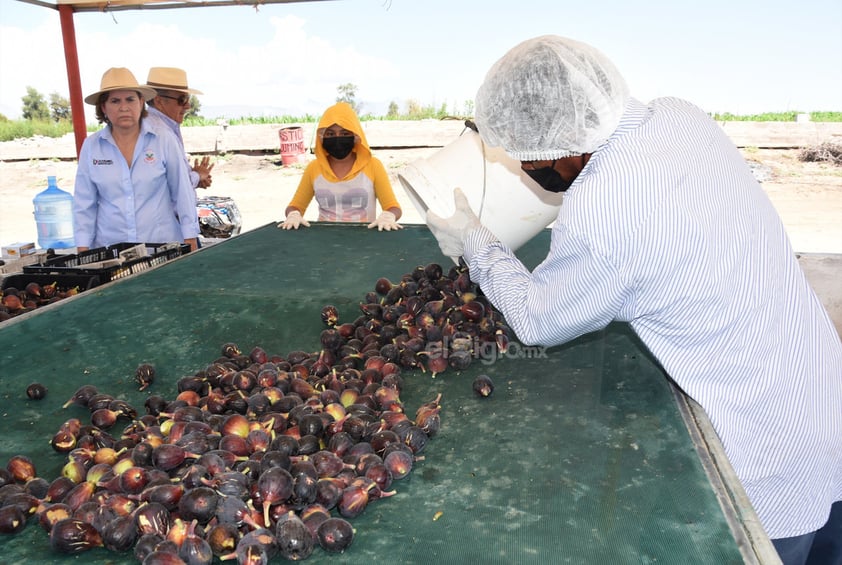 Emprendedora trabaja para convertir a La Laguna en la primera productora de higo a nivel internacional