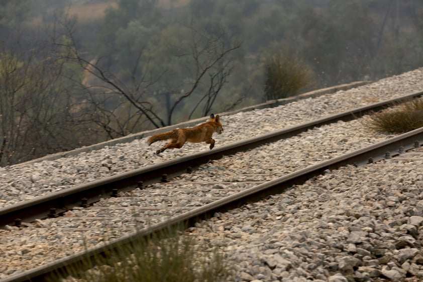 Viento empeora incendios en Grecia que ya han dejado un muerto