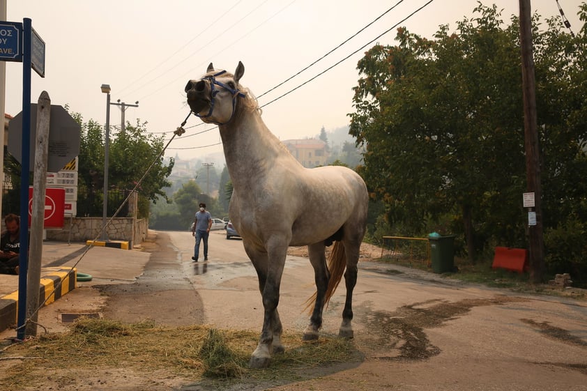 Viento empeora incendios en Grecia que ya han dejado un muerto