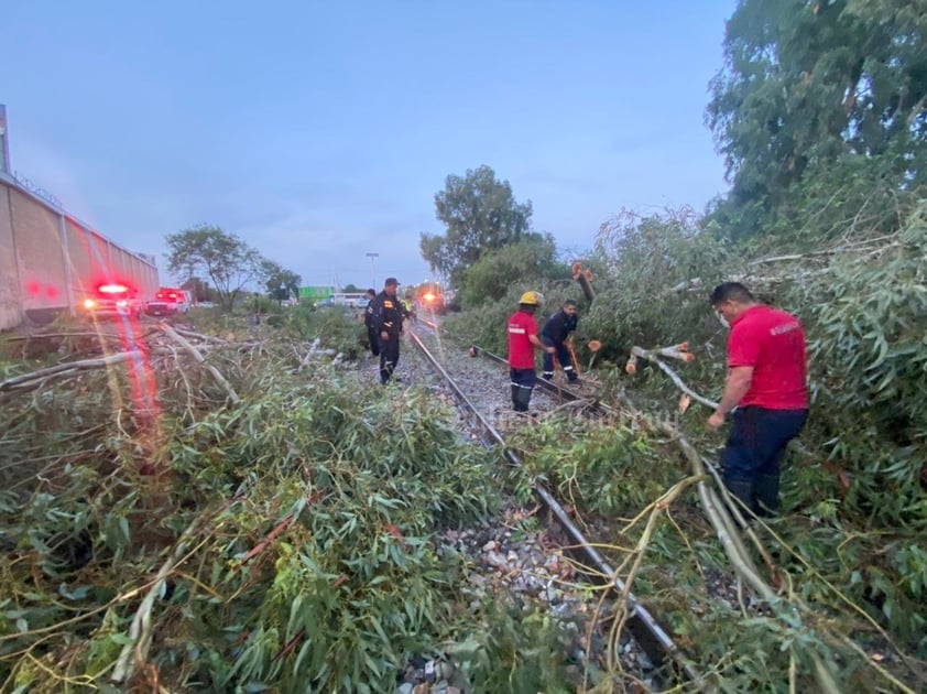 Protección Civil de Gómez Palacio reporta cerca de 10 árboles caídos por la lluvia