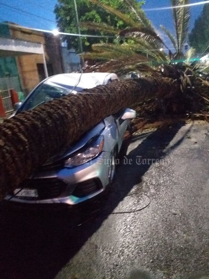 Protección Civil de Gómez Palacio reporta cerca de 10 árboles caídos por la lluvia