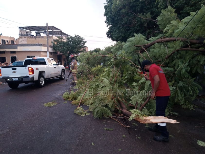 Protección Civil de Gómez Palacio reporta cerca de 10 árboles caídos por la lluvia