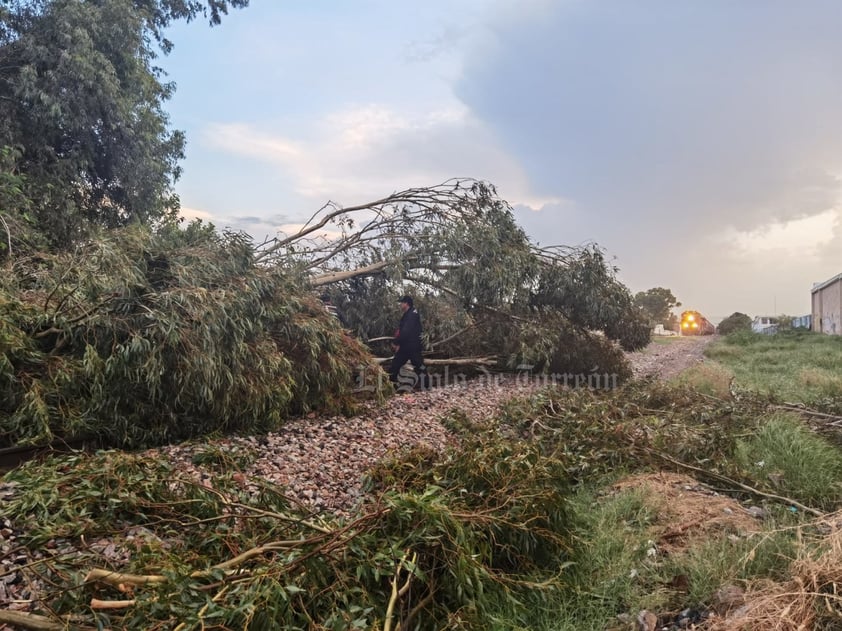 Protección Civil de Gómez Palacio reporta cerca de 10 árboles caídos por la lluvia