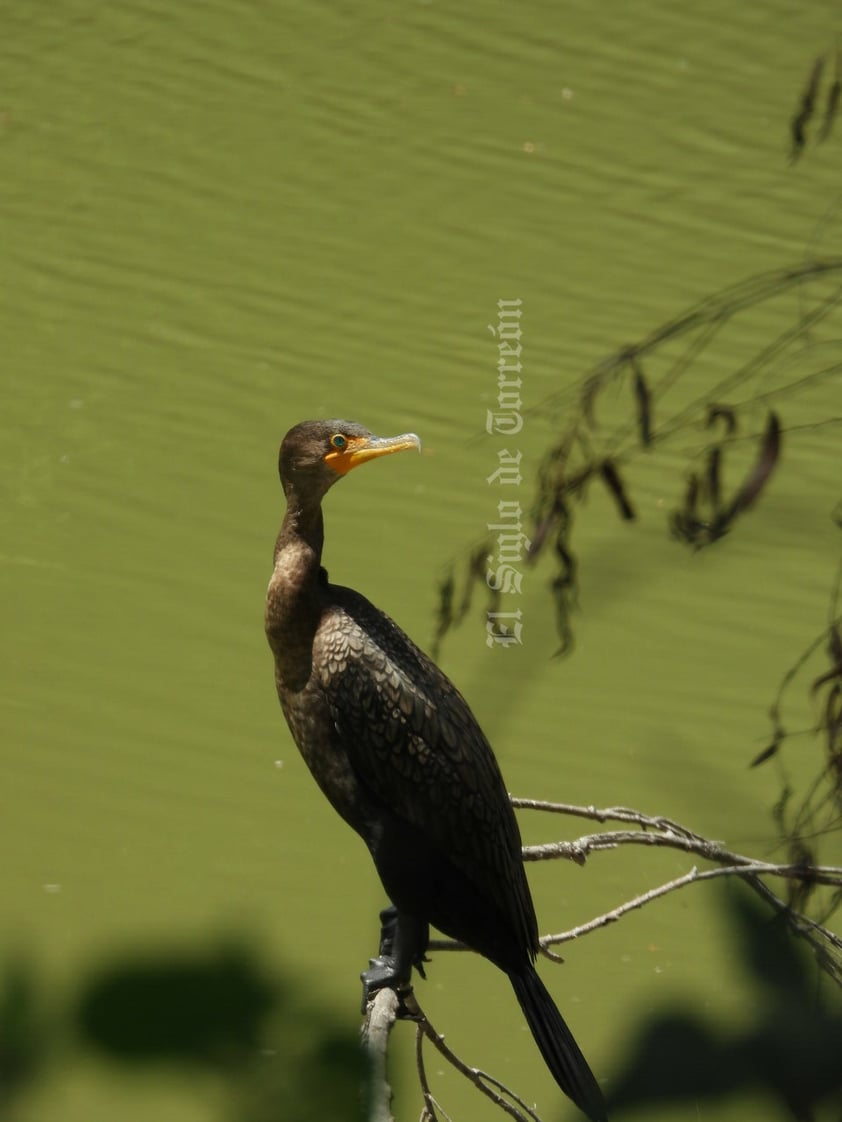 Imágenes del patrimonio natural más importante de La Laguna han sido reunidas en un libro gracias a la asociación Va por el Cañón de Fernández. En ellas se aprecian diversas especias de flora y fauna.