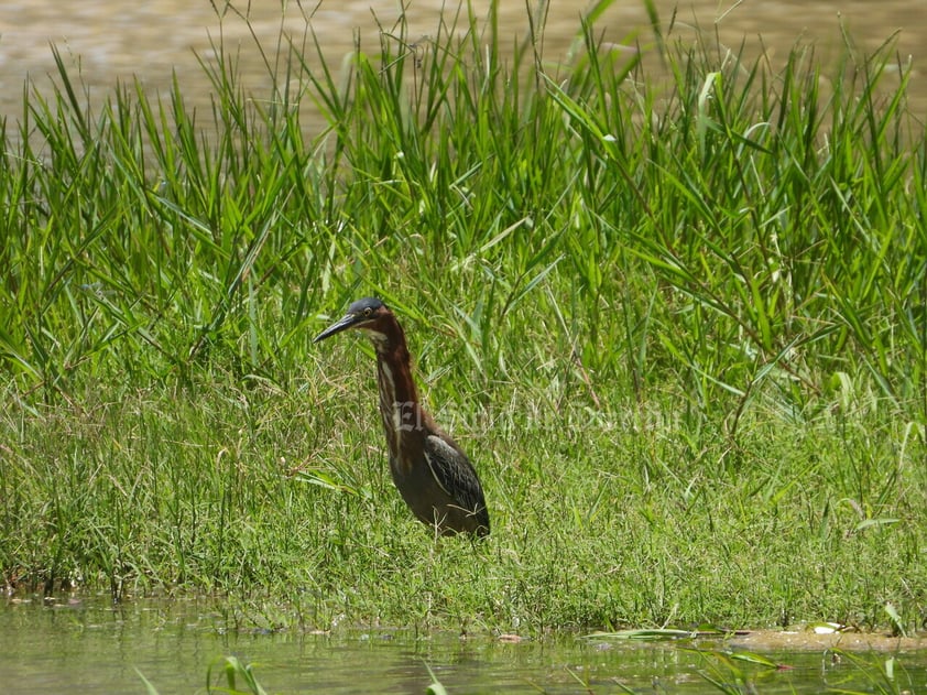 Imágenes del patrimonio natural más importante de La Laguna han sido reunidas en un libro gracias a la asociación Va por el Cañón de Fernández. En ellas se aprecian diversas especias de flora y fauna.