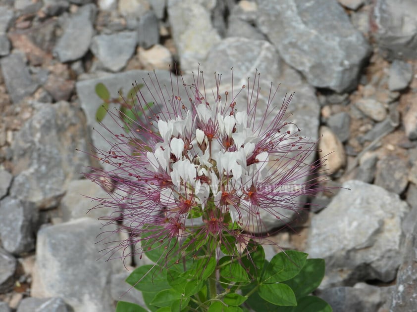 Imágenes del patrimonio natural más importante de La Laguna han sido reunidas en un libro gracias a la asociación Va por el Cañón de Fernández. En ellas se aprecian diversas especias de flora y fauna.