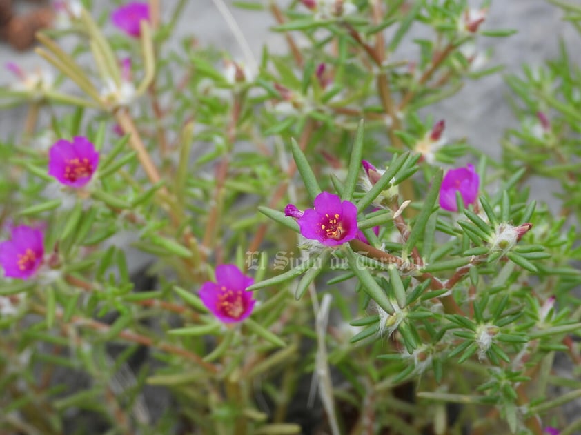 Imágenes del patrimonio natural más importante de La Laguna han sido reunidas en un libro gracias a la asociación Va por el Cañón de Fernández. En ellas se aprecian diversas especias de flora y fauna.