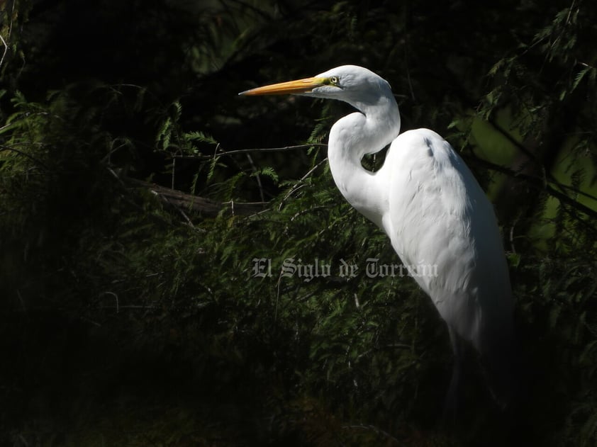 Imágenes del patrimonio natural más importante de La Laguna han sido reunidas en un libro gracias a la asociación Va por el Cañón de Fernández. En ellas se aprecian diversas especias de flora y fauna.