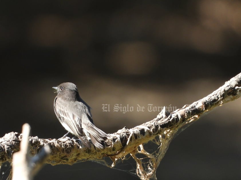 Imágenes del patrimonio natural más importante de La Laguna han sido reunidas en un libro gracias a la asociación Va por el Cañón de Fernández. En ellas se aprecian diversas especias de flora y fauna.