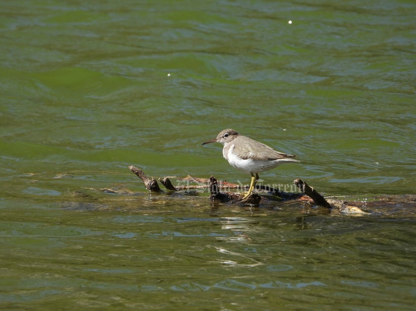 Imágenes del patrimonio natural más importante de La Laguna han sido reunidas en un libro gracias a la asociación Va por el Cañón de Fernández. En ellas se aprecian diversas especias de flora y fauna.