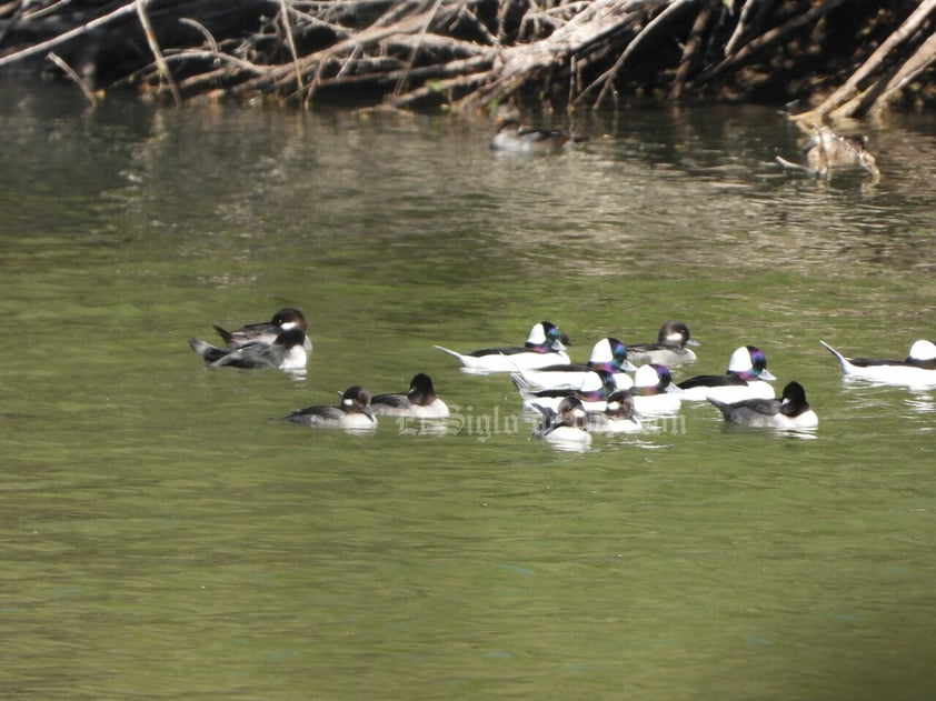 Imágenes del patrimonio natural más importante de La Laguna han sido reunidas en un libro gracias a la asociación Va por el Cañón de Fernández. En ellas se aprecian diversas especias de flora y fauna.