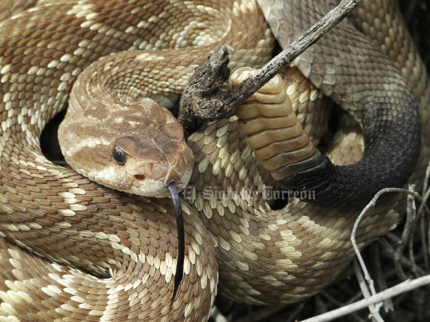 Imágenes del patrimonio natural más importante de La Laguna han sido reunidas en un libro gracias a la asociación Va por el Cañón de Fernández. En ellas se aprecian diversas especias de flora y fauna.