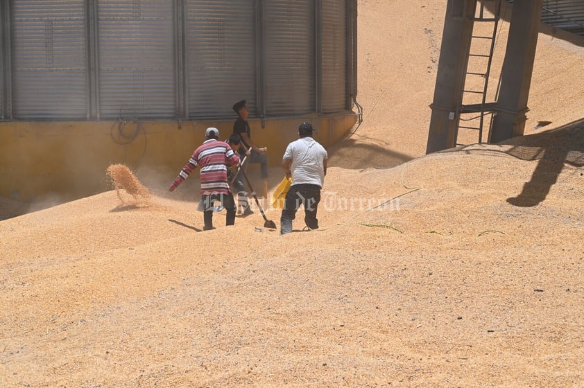 Derrumbe de silo con alimento para ganado en Torreón