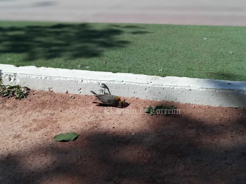 Reportan 'muchas' aves muertas esparcidas en Lerdo tras pirotecnia por Año Nuevo