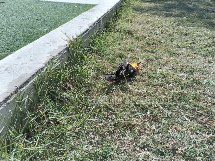 Reportan 'muchas' aves muertas esparcidas en Lerdo tras pirotecnia por Año Nuevo