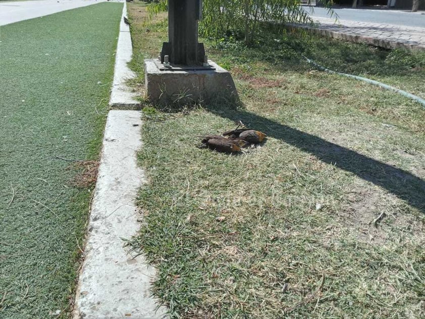 Reportan 'muchas' aves muertas esparcidas en Lerdo tras pirotecnia por Año Nuevo