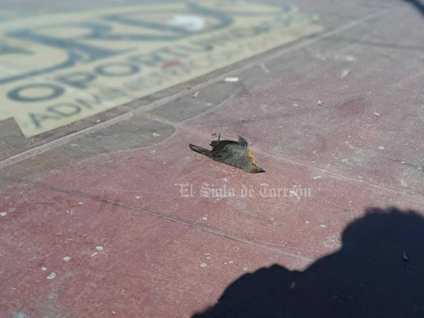 Reportan 'muchas' aves muertas esparcidas en Lerdo tras pirotecnia por Año Nuevo