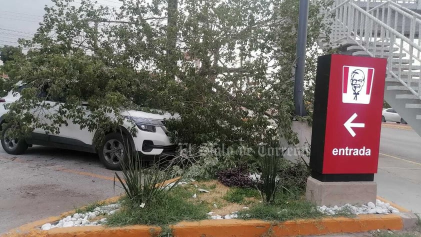 Fuertes vientos, de hasta 60 kilómetros por hora, acompañados de tolvanera, se registraron la tarde del domingo 28 de mayo en La Laguna, ocasionando caída de árboles, daños a vehículos y el fallecimiento de un motociclista, derivado de un cortocircuito por cables reventados.