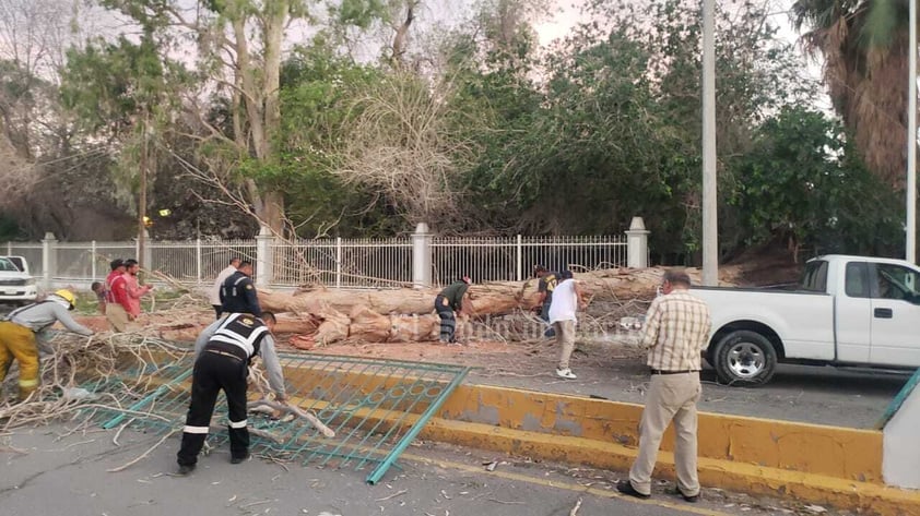 Fuertes vientos, de hasta 60 kilómetros por hora, acompañados de tolvanera, se registraron la tarde del domingo 28 de mayo en La Laguna, ocasionando caída de árboles, daños a vehículos y el fallecimiento de un motociclista, derivado de un cortocircuito por cables reventados.