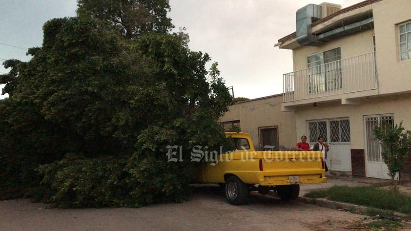 Fuertes vientos, de hasta 60 kilómetros por hora, acompañados de tolvanera, se registraron la tarde del domingo 28 de mayo en La Laguna, ocasionando caída de árboles, daños a vehículos y el fallecimiento de un motociclista, derivado de un cortocircuito por cables reventados.