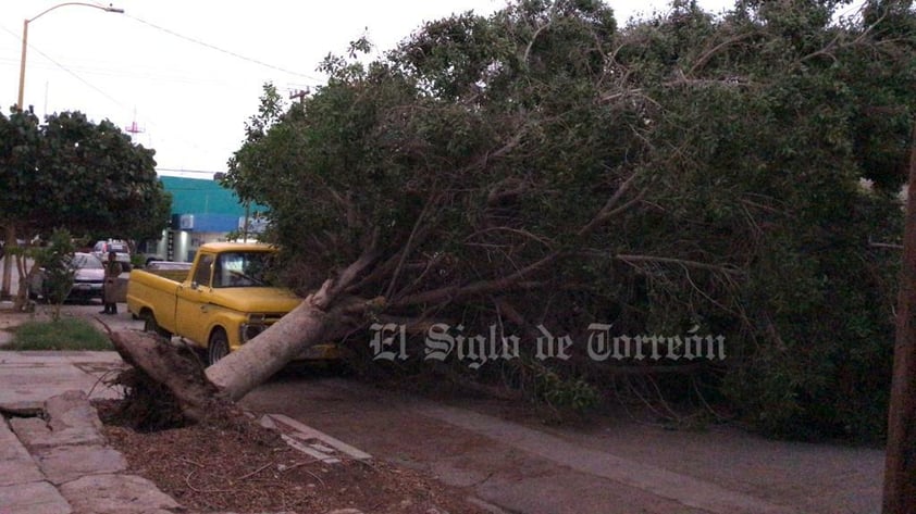 Fuertes vientos, de hasta 60 kilómetros por hora, acompañados de tolvanera, se registraron la tarde del domingo 28 de mayo en La Laguna, ocasionando caída de árboles, daños a vehículos y el fallecimiento de un motociclista, derivado de un cortocircuito por cables reventados.