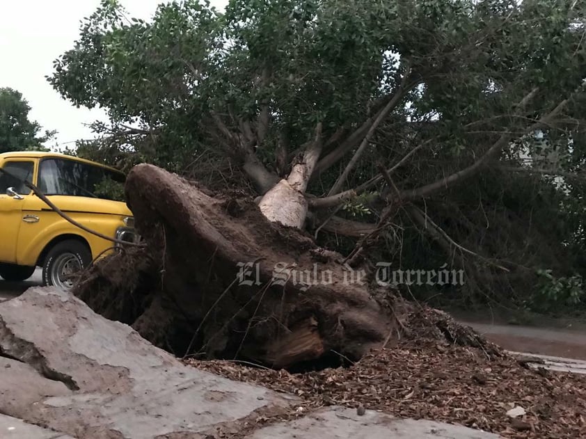 Fuertes vientos, de hasta 60 kilómetros por hora, acompañados de tolvanera, se registraron la tarde del domingo 28 de mayo en La Laguna, ocasionando caída de árboles, daños a vehículos y el fallecimiento de un motociclista, derivado de un cortocircuito por cables reventados.