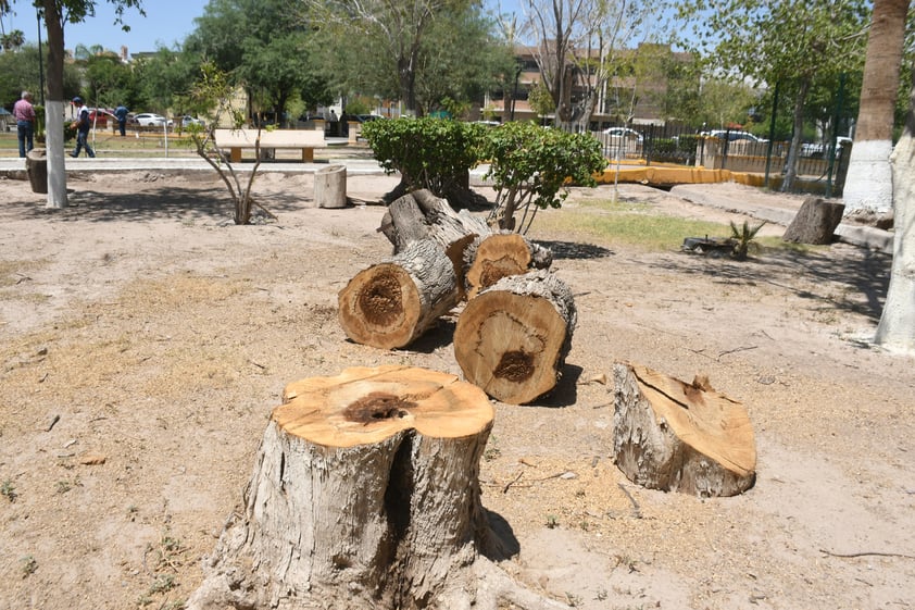 Tala de árboles.

Esta imagen es común en la Alameda Zaragoza, árboles con años de existencia que fueron talados por la inadecuada atención. Recientemente se anunció la reforestación de la Alameda con 150 árboles que tardarán años en dar sombra, si logran sobrevivir.