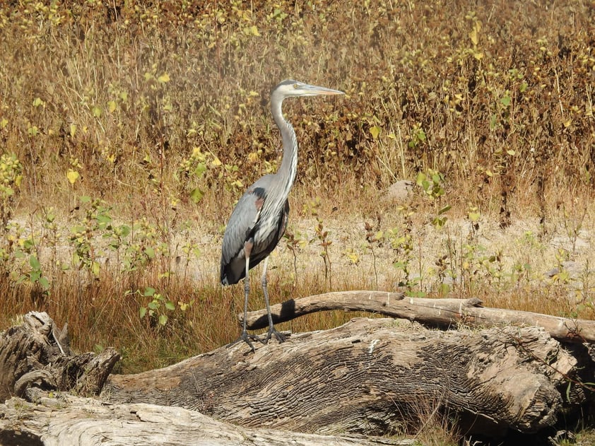 AIFAUNA: 
La garza morena es de los más grandes representantes de las aves que habitan el Cañón de Fernández.