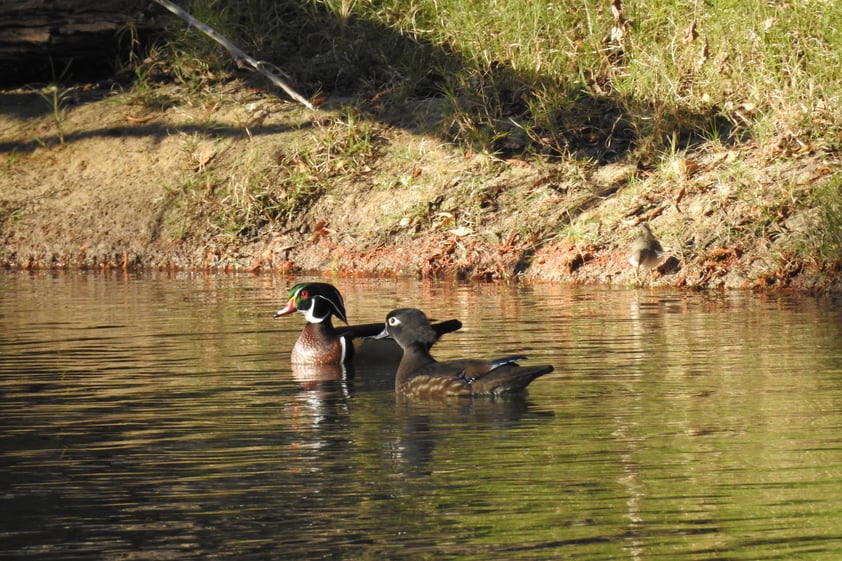 PAREJA:
El pato del bosque es de los más vistosos, macho y hembra migran en invierno al Nazas.