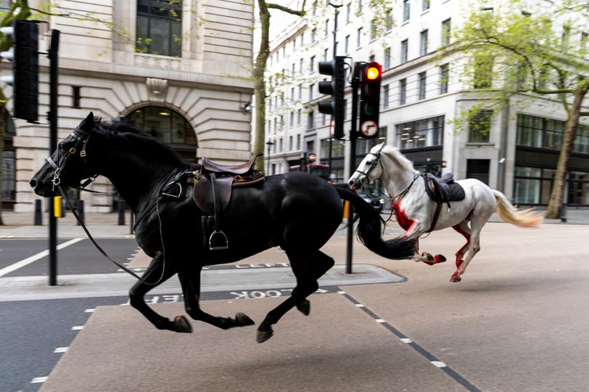 Caballos se dan a la fuga en Londres