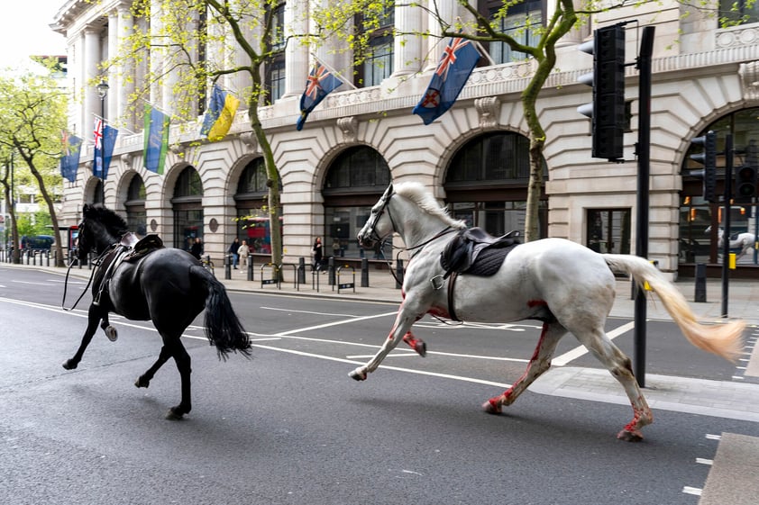 Caballos se dan a la fuga en Londres