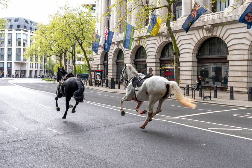 Caballos se dan a la fuga en Londres