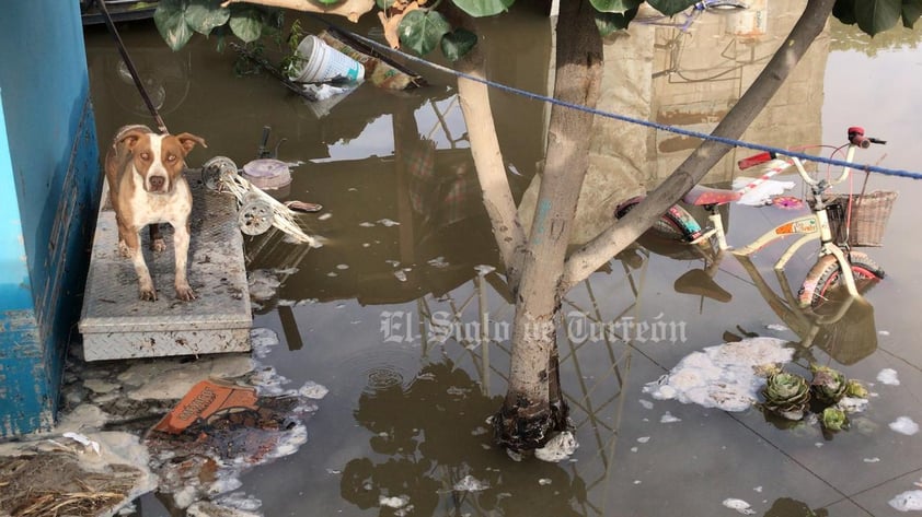 Se desborda canal de riego e inunda ejido Vergel  en Gómez Palacio