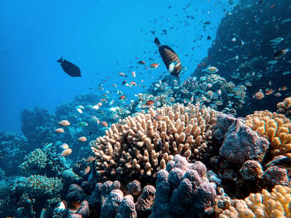 Los huracanes permiten el desarrollo de los arrecifes de coral al despejar la piedra caliza del fondo del mar. Imagen: Unsplash/ Francesco Ungaro
