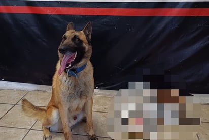 Noah, elemento del escuadrón canino de la Dirección de Seguridad Pública Municipal. (EL SIGLO DE TORREÓN)